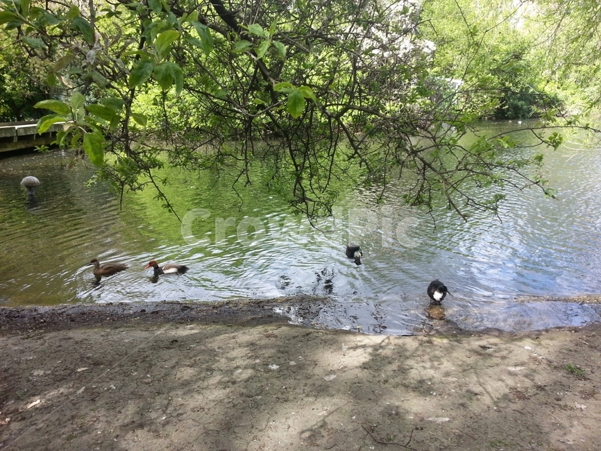 영국,런던,london,england,uk,동물,animal,조류,새,birds
