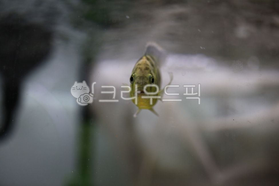 열대어,물고기,fish,시클리드,말라위,동물,수족관,animal