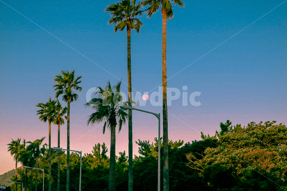야자수,제주도,일출,달빛,달,가로등,하늘,아침,자연,풍경,nature,landscape,식물,plants,나무,trees,wood,색깔,색상,색채,색감,color sense,color sensitivity,feeling of color,summer,여름,tree,palm tree,plant