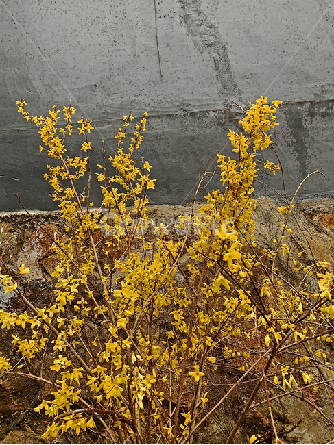 plant,식물,개나리,봄,꽃