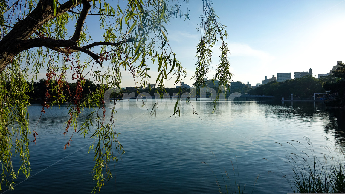 오호리공원,후쿠오카,공원,풍경,핑크빛노을,호수,park,오호리코엔,fukuoka,감성,자연,나무,다리,산책,벤치,water,물,nature,outdoors,옥외,lake