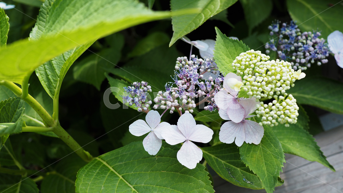 야생화,꽃,green,wildflower,flowers,공원
