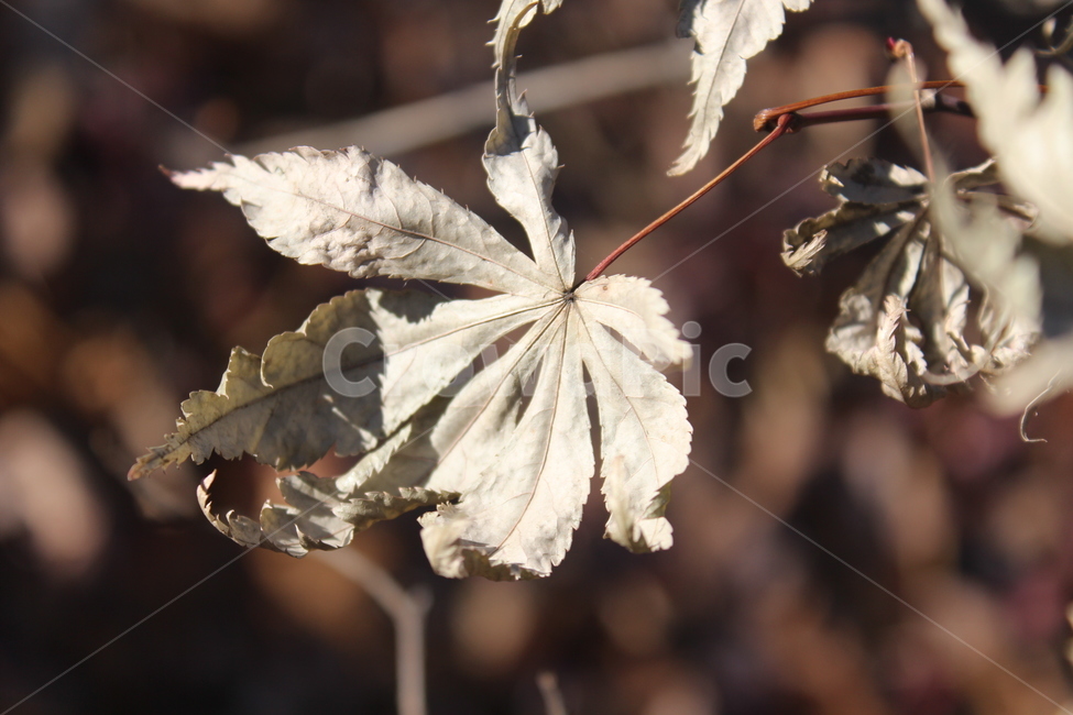 leaf,잎,plant,식물,단풍