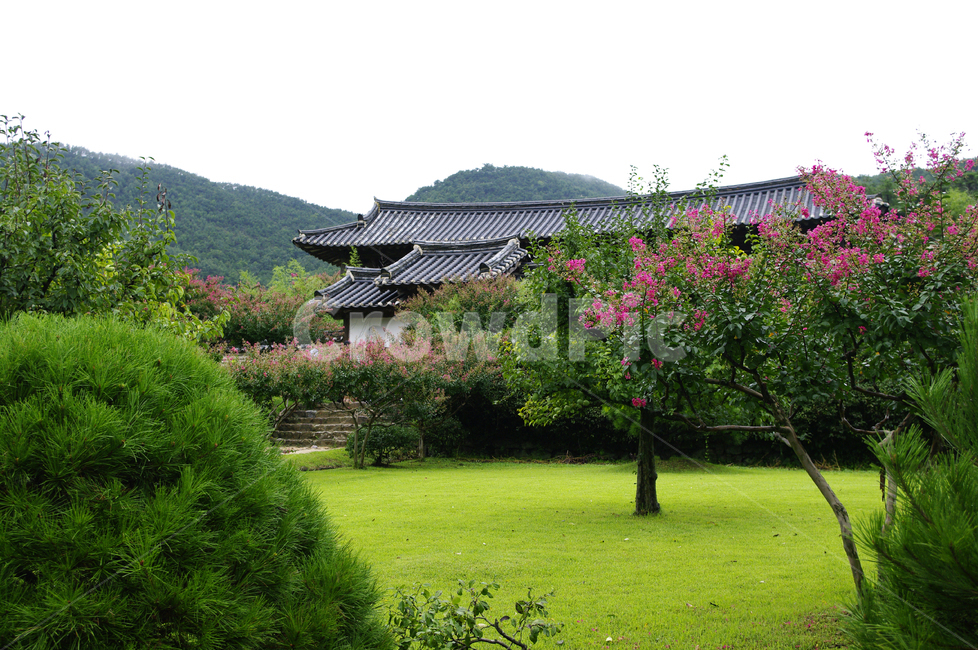 전통가옥,기와지붕,담장,배롱나무,꽃,식물,plant,자연,풍경,nature,landscape,한국자연풍경,한국자연경관,korea nature landscape,grass,잔디