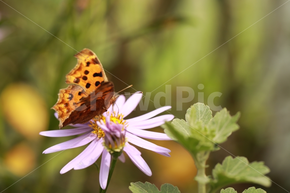 나비,꽃,비상,노랑색,휴일,blossom,puple,보라색,garden,정원,식물,자연,plants,nature,꽃,flower,동물,animal,곤충,벌레,insect,bug