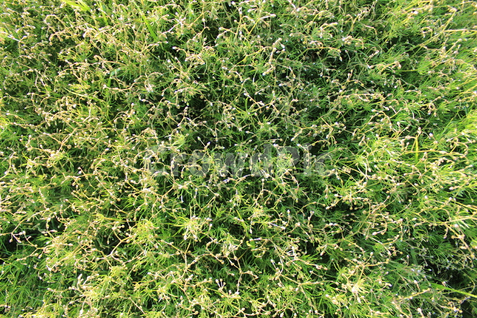 bush,부시,vegetation,plant,식물,이끼,패턴,texture,배경,문양