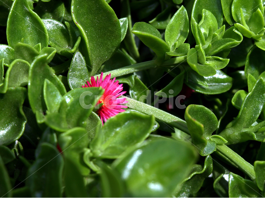 썬로즈,화만초,꽃,식물,다육식물,다육이,식물,자연,plants,nature,꽃,flower