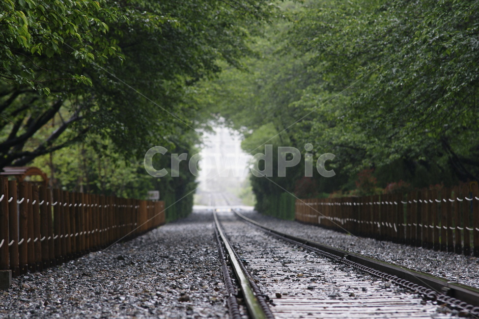 진해,경화역,군항제,벚꽃,철로,자연,풍경,nature,landscape,transportation,교통,train track,기찻길,railway,철도,rail,레일