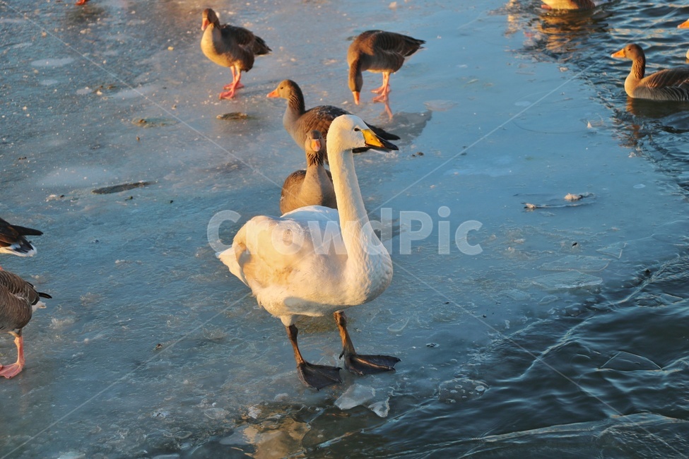 백조,새,오리,동물,duck,야생,겨울,winter,호수,강,river,animal,풍경,물결,bird,조류,자연,nature,swan,동물,animal,조류,새,birds