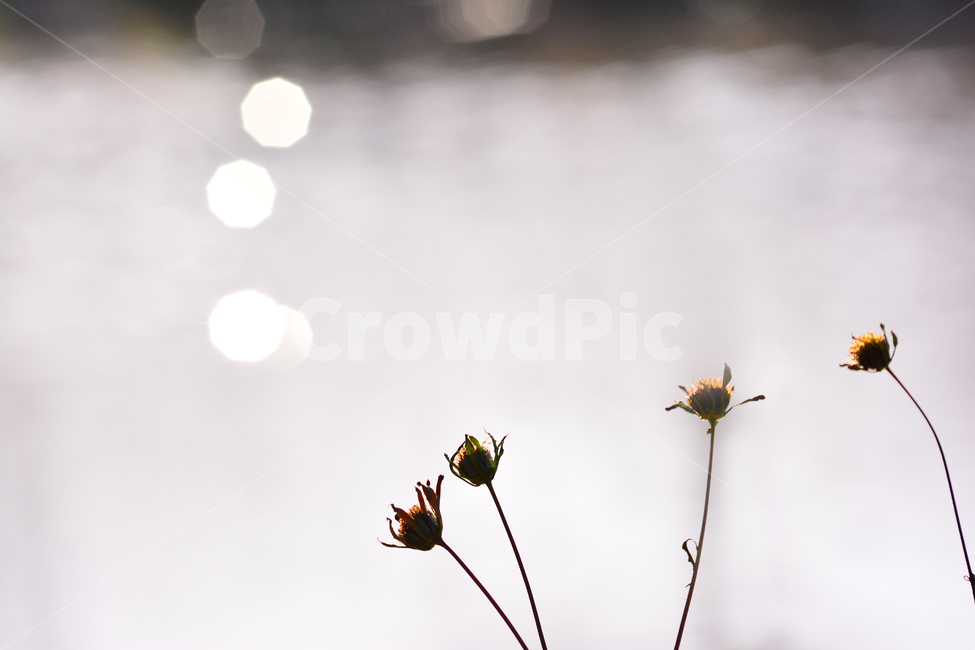 들풀,들꽃,보케,빛망울,가을배경,야생화,plant,bokeh,배경,바탕,백그라운드,background,가을느낌,autumn,시냇가,빛,light,플레어,flare,petal,식물,blossom,flower,자연,nature,분위기,feeling,sensible,emotional,가을,계절,fall,autumn,season