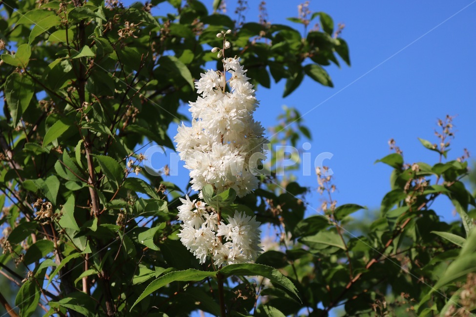자연,하늘,나무,꽃,초록,흰색,nature,sky,tree,flower,green,white,sora,ki,hana,midori,shiro,하늘색,skyblue,sorairo,식물,자연,plants,nature,꽃,flower
