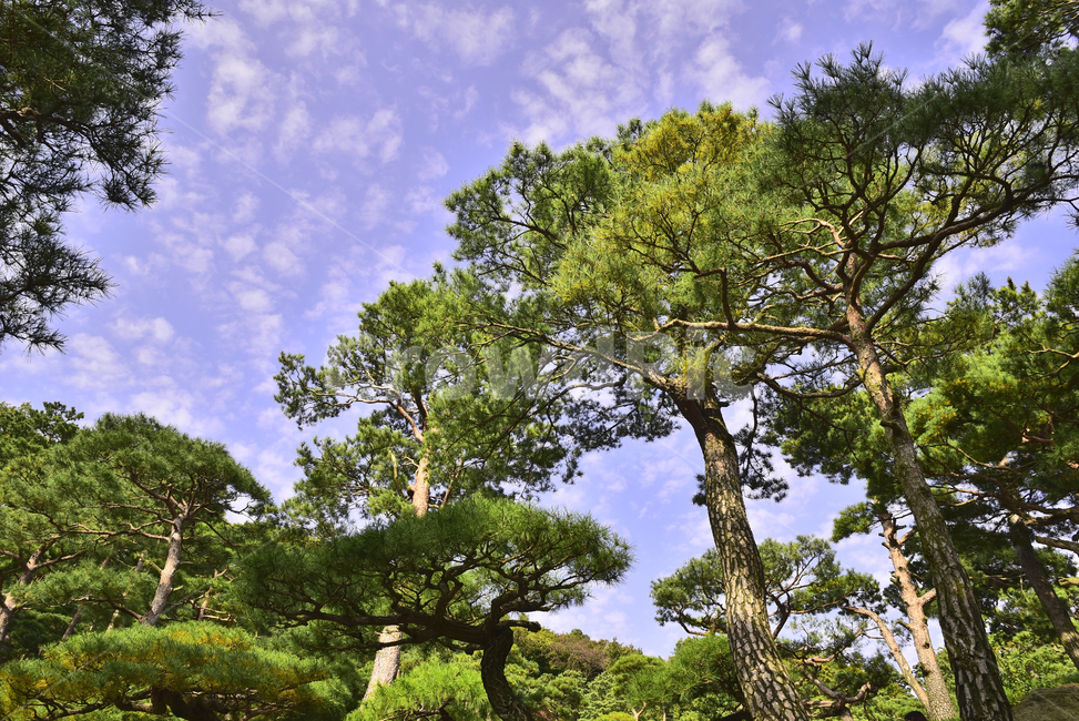 소나무,화담숲,정원,가든,수목원,침엽수,상록수,파인트리,pinetree,forest,green,tree,plant,나무,식물,vegetation,초목,background,풍경,배경,백그라운드,한국자연경관,숲,그리너리,자연,네추럴,natural,환경,environment,healing,힐링,한국자연풍경,아웃도어,옥외,야외,outdoor,landscape,자연,풍경,nature,landscape