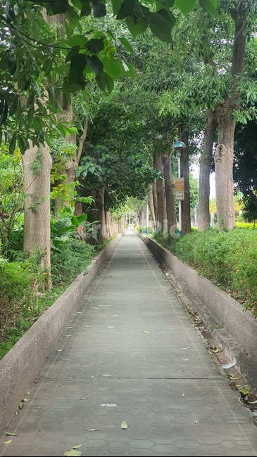 길,가로수길,road,street,나무