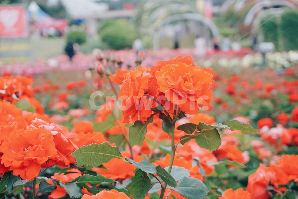 울산대공원,장미축제,울산대공원장미원,장미,꽃,장미꽃,식물,자연,plants,nature,꽃,flower,색깔,색상,색채,색감,color sense,color sensitivity,feeling of color