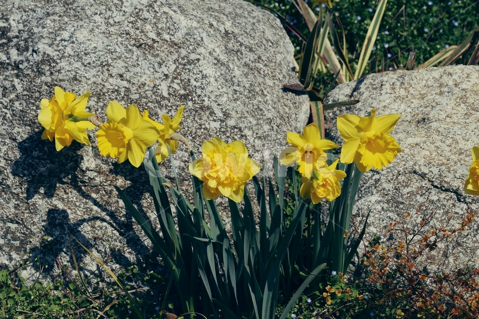 꽃,식물,flower,blossom,plant
