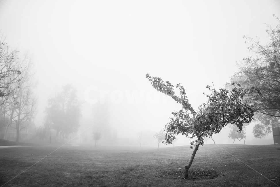 미국,켈리포니아,얼바인,안개,나무,자연,풍경,nature,landscape,식물,plants,나무,trees,wood,흑백,모노톤,monochrome,black and white,outdoors,옥외,weather,날씨