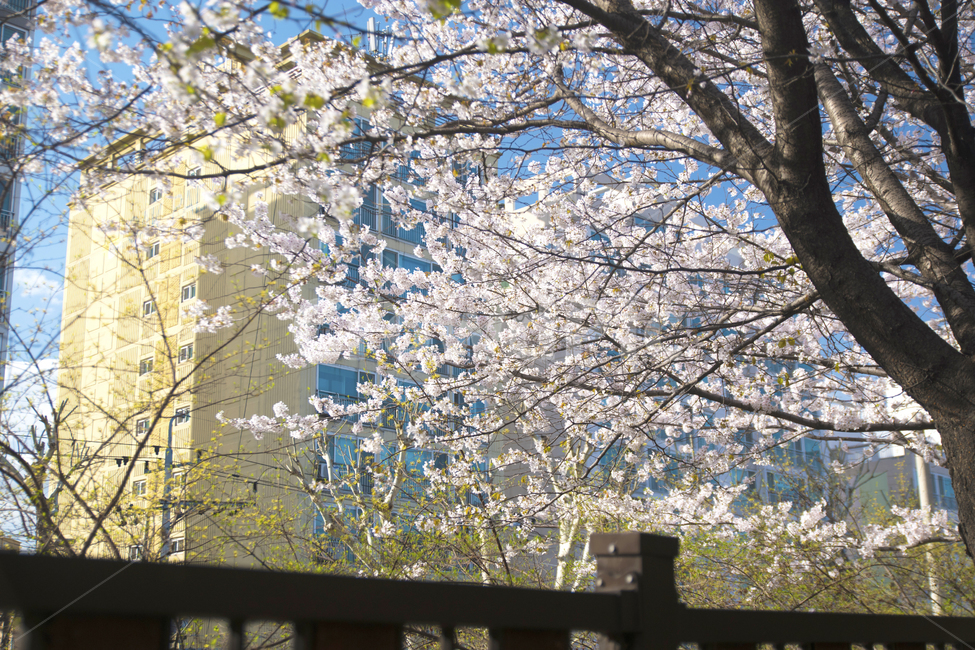 봄,하늘,계절,벚꽃,나무,봄,계절,spring,season,식물,자연,plants,nature,나무,trees,wood,plant,flower,꽃,blossom