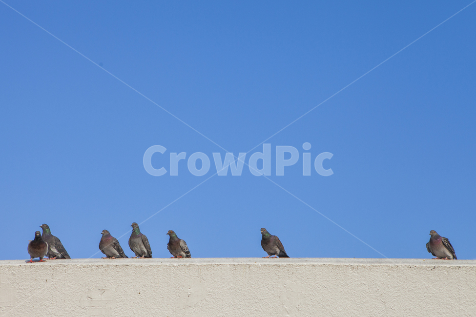 비둘기,닭둘기,하늘,휴식,자연,쉼,birds,동물