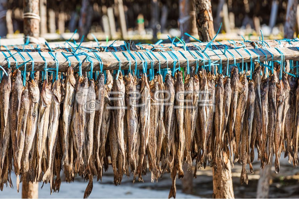 황태덕장,겨울바람,말린,명태,황태,덕장,강원도,겨울,바람,말린거,말리는,건어물,황태포,황태포무침,황태국,황태찜,황태불고기,황태채,고단백,단백질,겨울식품,식품,대구과,생선,물고기,북태평양,야외,추운,날씨,따뜻한,햇살,driedpollack,alaskapollock,walleyepollock,theragrachalcogramma,gaduschalcogrammus,winterwind,winter,wind,gangwondo,deokjang,cold,dried,driedfish,pollack,highprotein,protein,winterfood,food,gadidae,fish,northpacific,outdoor,weather,warm,sunlight