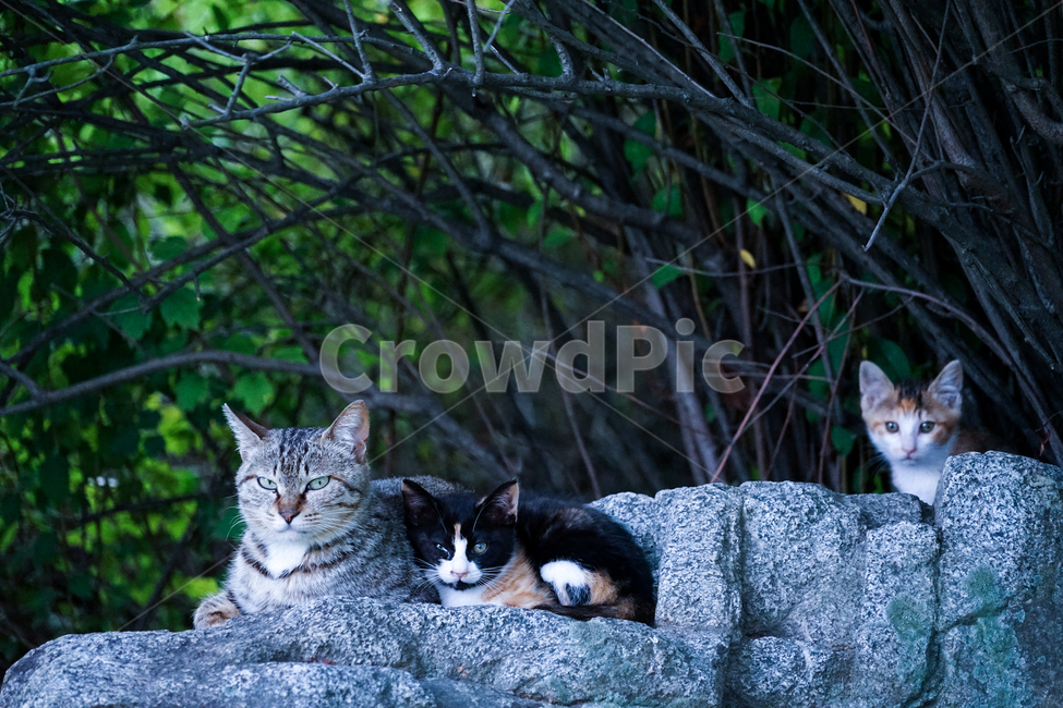 고양이,동물,포유류,길냥이,cat,animal,pet,동물,animal,포유류,mammal,고양이,cat,kitten,kitty