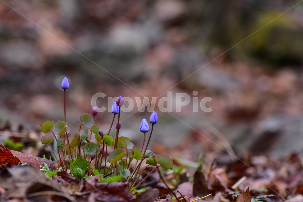 깽깽이풀,야생화,봄,꽃,풀꽃,자연,식물,식생,plants,nature,spring,season,flower