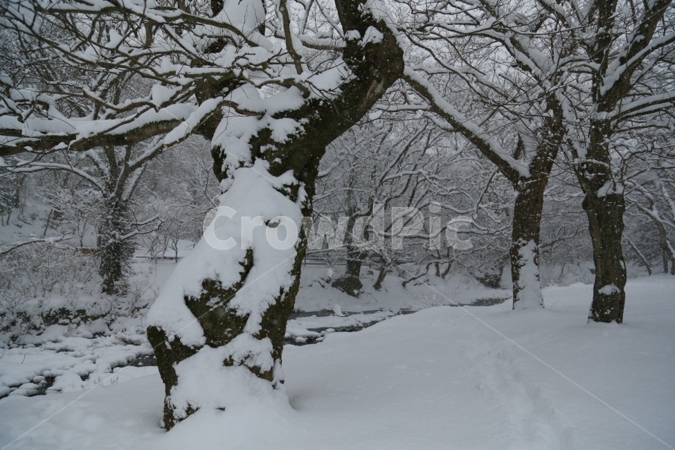 선운사,겨울,눈,사찰,설경,겨울,계절,winter,season,자연,풍경,nature,landscape,outdoors,옥외,snow,storm,폭풍,blizzard,눈보라