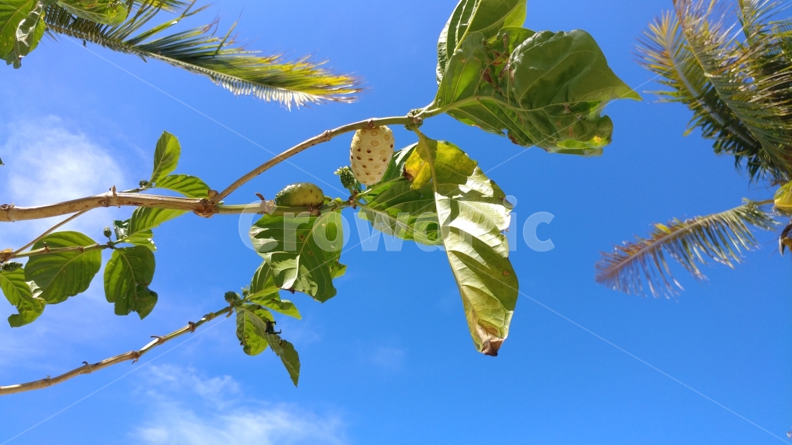 자연풍경,식물,해외,남태평양,피지,섬,푸른하늘,노니나무,바닷가,FijiIsland,bluesky,Noni,SouthPacific,nicebreeze,eutophia,식물,자연,plants,nature