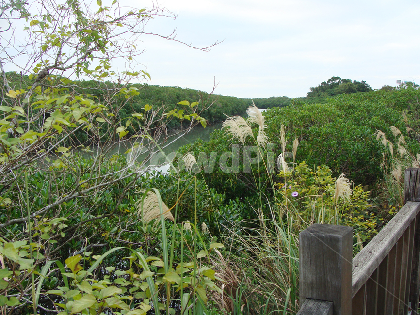 맹그로브,가을,억새,갈대,맹그로브숲,nature,자연,land,땅,landscape,outdoors,scenery,plant,식물,grass,beautiful,sky,background,forest,reed,silvergrass,mangrove,풍경,배경,숲,늪