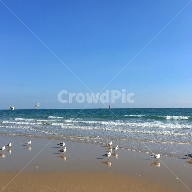 바다,갈매기,하늘,동물,자연,sea,nature,water,물,ocean,대양,해안선,shoreline