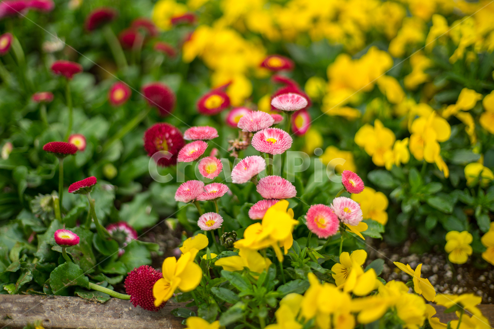 데이지,봄,꽃,자연,식물,근접,식물,자연,plants,nature,꽃,flower