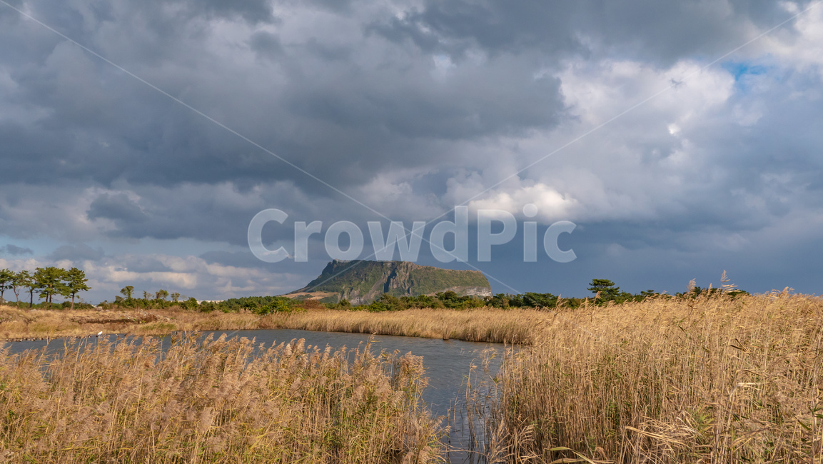 제주,제주도,jeju,landscape,nature,자연,풍경,grass,plant,식물,성산,성산일출봉,자연,풍경,nature,landscape,한국자연풍경,한국자연경관,korea nature landscape,제주도,jeju,jeju island