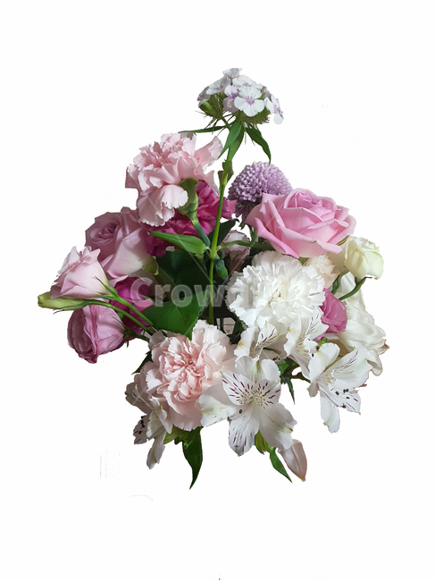 꽃,식물,플라워,flower,plant,자연,자연물,장미꽃,장미