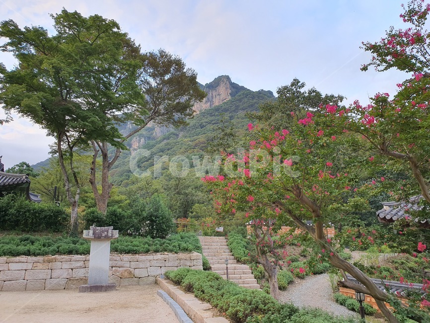 plant,식물,나무,tree,배롱나무,백일홍,하늘,구름,sky,백양사,전남,장성,전남장성,절,자연,풍경,nature,landscape,한국자연풍경,한국자연경관,korea nature landscape,outdoors,옥외,garden,정원,arbour,정자