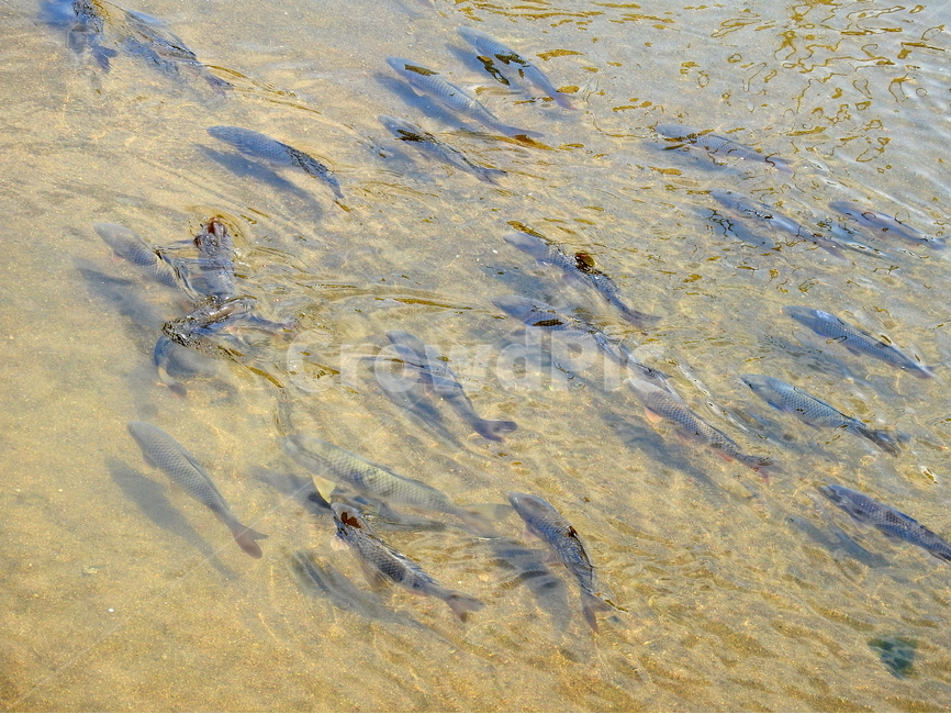 강,호수,동물,물고기,물,동물,animal,어류,물고기,fish