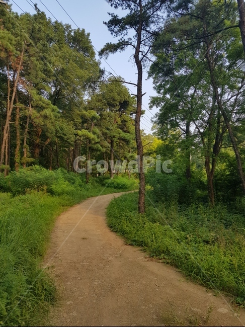 산책,길,나무,자연,초록