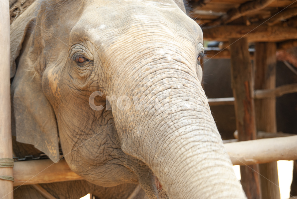 코끼리,태국,아시아코끼리,코끼리트래킹,동물보호,코끼리눈,코끼리얼굴,elephant,눈,코