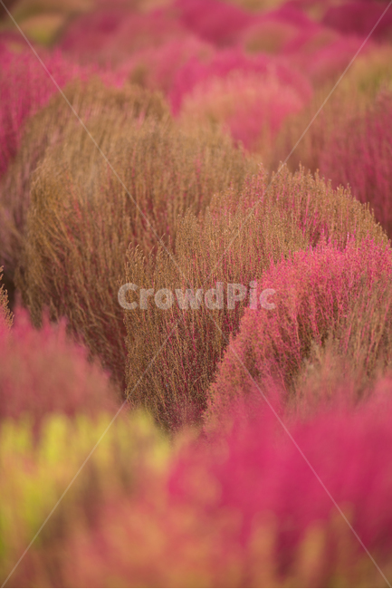 코키아,댑싸리,kochia,fall,autumn,가을식물,식물,나리공원,자연,식물,자연,plants,nature