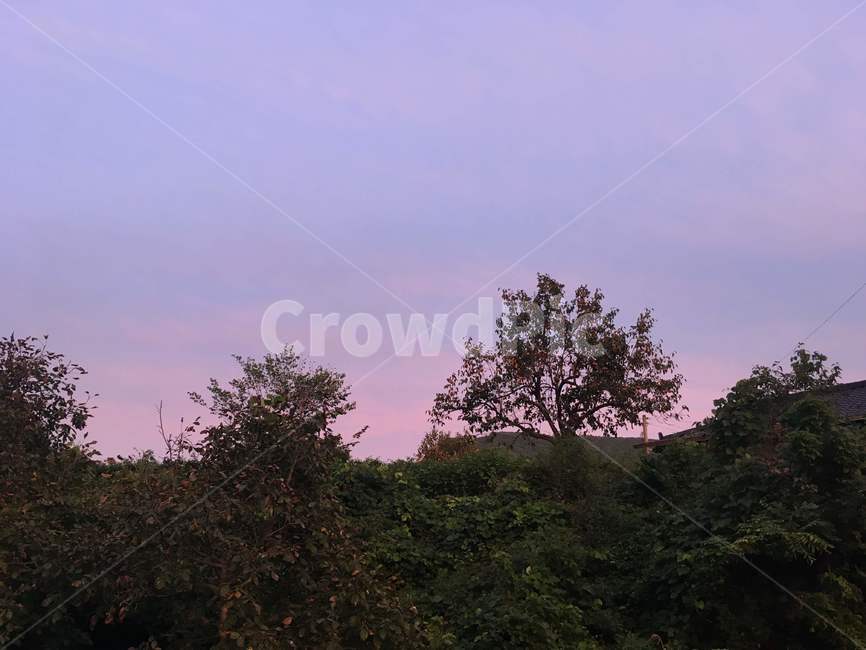 노을,분홍색하늘,해질녘,나무,하늘,자연,보라색,분홍색,숲,sunse,nature,sky,tree,pink,purple,자연,풍경,nature,landscape,outdoors,옥외