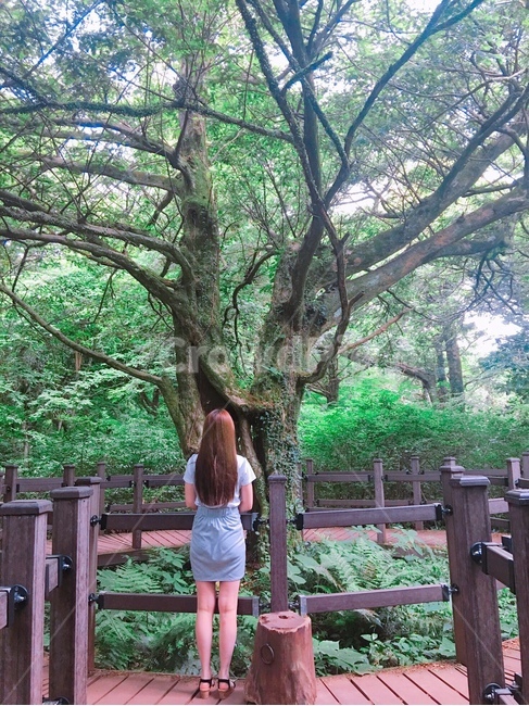 여자,인물,사람,인간,제주도,나무,사람뒷모습,여행,휴가,힐링,전신샷,긴머리,휴양,여름,박물