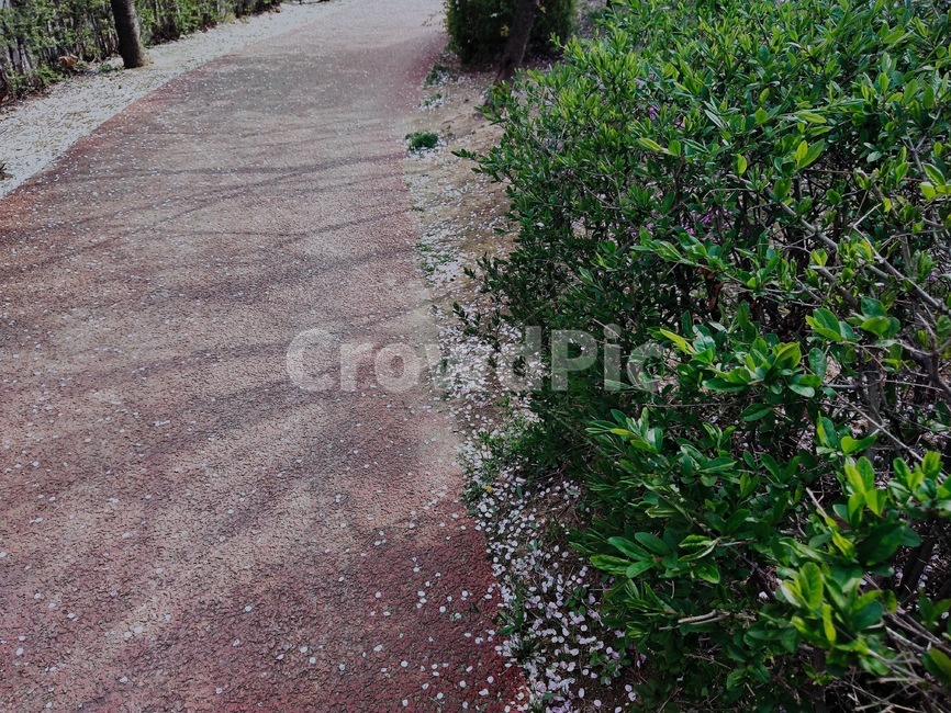 꽃길,봄,산책,길가의꽃,작은꽃,식물,자연,plants,nature
