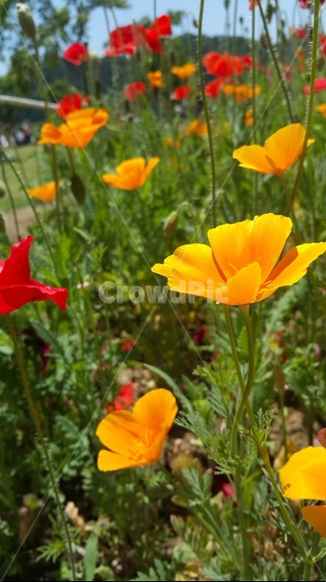 꽃,꽃밭,봄,flower,spring,식물,자연,plants,nature,꽃,flower