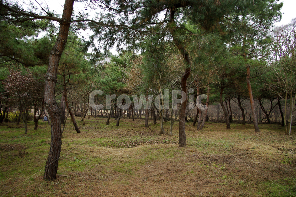 풍경,식물,나무,숲,소나무,자연,풍경,nature,landscape,tree,plant,tree trunk,나무 줄기