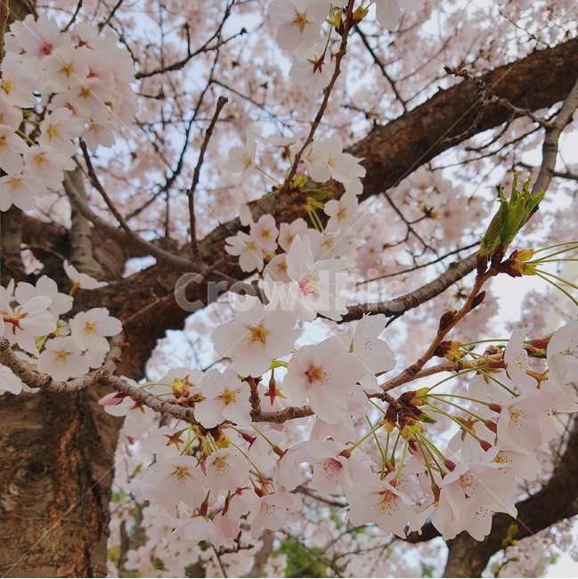 봄,벚꽃,꽃,분홍,pink,봄,계절,spring,season,식물,자연,plants,nature,꽃,flower,plant