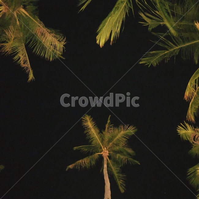 야자수,plam,자연,동남아,나무,tree,plant