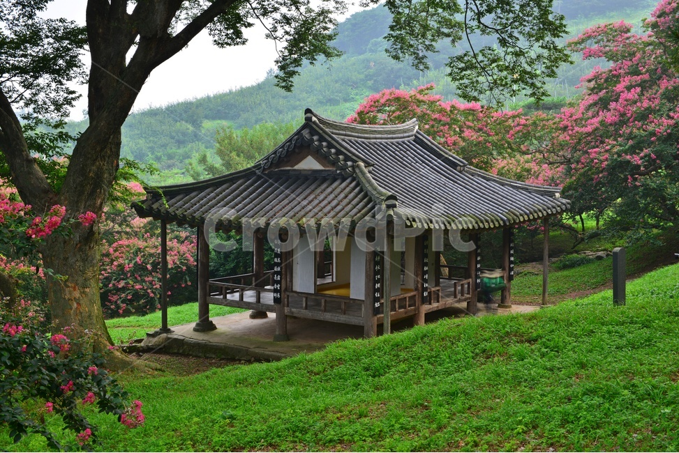담양,명옥헌,명옥헌원림,문화재,배롱나무,배롱나무꽃,명옥헌배롱나무,경치,경관,풍경,outdoors,옥외,nature,자연,정자,한국전통,한국문화,korean traditional,korean culture