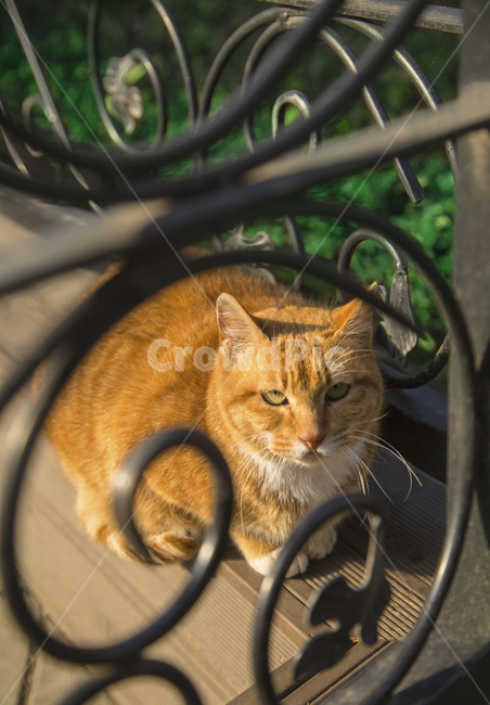 고양이,길고양이,cat,동물,pet,animal,mammal,포유류,kitty,kitten,감성,감성사진