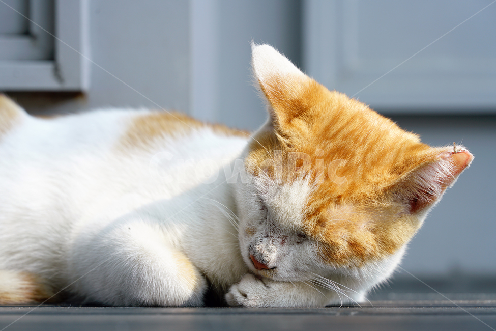고양이,길고양이,길냥이,야옹이,냐옹이,냥냥이,반려묘,애완묘,반려동물,애완동물,야생동물,펫,캣,mammal,animal,pet,cat,동물,animal,포유류,mammal,고양이,cat,kitten,kitty