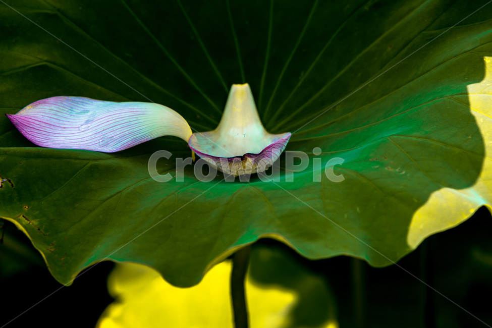 문양,낙화,연잎,무늬,패턴,식물,자연,plants,nature,꽃,flower