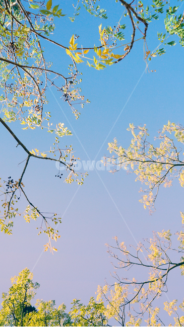 하늘,봄,개화,감성,꽃,봄,계절,spring,season,식물,자연,plants,nature,꽃,flower,plant,tree,나무