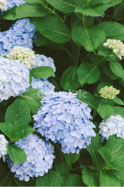 수국,여름,감성사진,색감,자연,풍경,식물,자연,plants,nature,꽃,flower